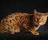 Bengalkatzen zu verkaufen